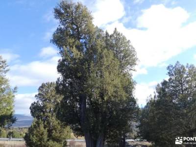 Sabinar, Cañón río Caslilla; viaje segovia castillo de coca sitios para visitar cerca de madrid piel